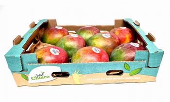 Mango Kent from UNICAP Agriculture Mango Kent - UNICAP Agriculture - United States