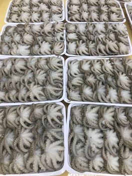 baby octopus whole cleaned - Seahawkfoods india  - India
