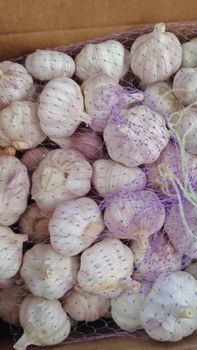 Fresh Garlic Pure White Shandong China Bulk Export Supply - Manor Sourcing - Morocco