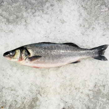 Cleaned Sea Bass Barramundi Whole Round/ Fillet With Internal Organs - TANIS IMPORT & EXPORT COMPANY LIMITED - Vietnam