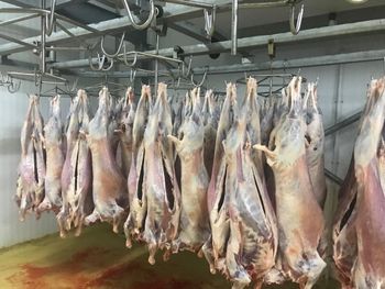 Persian Blackhead Sheep Meat – Organic Halal Carcass, Export Grade - ORB GROUP - United States