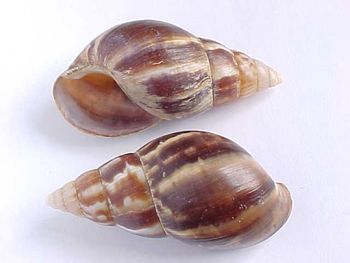 Seashells Organic Yes Origin Atlantic Freshness Level Dried Catch Method Wild-Caught - PESOL GLOBAL NIG ltd - Nigeria