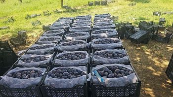 Plums Type vengerka Flavor Type Plum Form Fresh, Dried, Frozen, Freeze Dried Processing Methods Iqf, Drying, Freezing, Freeze Drying - Freeze Dried Fruit LTD - Uzbekistan