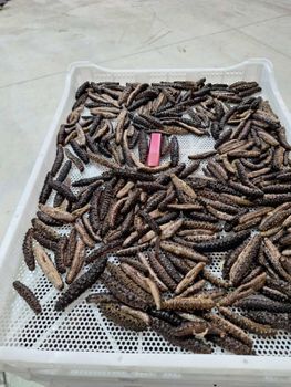 SEA CUCUMBER Monthly Dried Export 2 To 2.5 Tons Product Forms Boiled, Frozen, Dried Monthly Boiled Frozen Export 8 To 10 - PAPAMICHAIL THEOFILOS - Greece