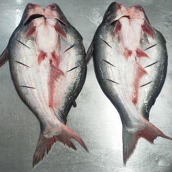 Frozen Fish Export Seafood Fish Price 10kg Weight Variety Sizes Pangasius Butterfly  With HACCP HALAL Certification - VH FOOD .,JSC - Vietnam