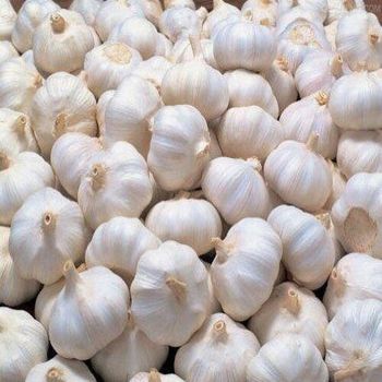Organic Fresh Garlic 6.0cm Natural White Garlic for Households and Commercial Kitchens Affordable Bulk Wholesale Packages from A.C.P. AGRICULTURE COMPANY LIMITED Organic Fresh Garlic 6.0cm Natural White Garlic for Households and Commercial Kitchens Affordable Bulk Wholesale Packages - A.C.P. AGRICULTURE COMPANY LIMITED - Thailand