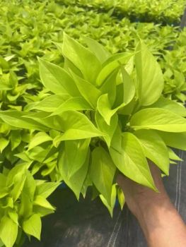 High Quality Epipremnum Aureum All Gold Ornamental Plants Type in Pot Color Green Origin China Style Bonsai HS Code - Guangzhou Yihe Gardening Co., Ltd. - China