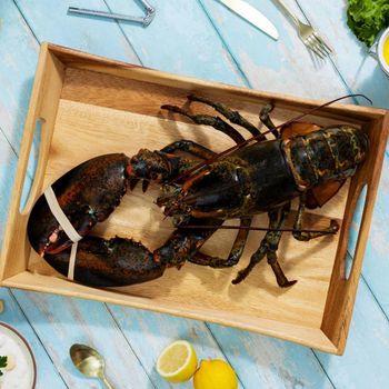 Authentic Live Canadian Lobster Top Grade Fresh Seafood Buy Online With Reliable Quality And Great Value