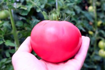 Pink Nonna tomato from Nurly meydan Pink Nonna tomato – product photo, Fresh Cherry Tomatoes products found from trusted suppliers, wholesalers, manufacturers & exporters Listing