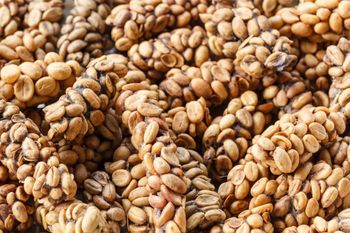 ARABICA SUMATRA WILD CIVET 100% TRUSTED SPECIALTY COFFEE - Twentyfr Coffee Indonesia - Indonesia