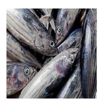 Bulk Hake Fish Fillets or Whole Hake Fish Fresh / Frozen Stock Available  -  CALIPSO POLSKA SP Z OO  - Poland