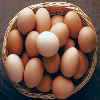 In Stock Organic Fresh Chicken Table Eggs Fast Delivery Low Price White Brown 24 Months Shelf Life - TRADECENTRIC LLC - United States