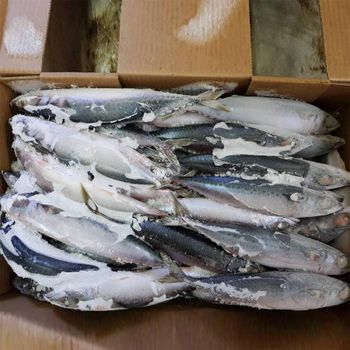Marine Harvest Export Range Featuring Frozen Whole Horse Mackerel With Controlled Temperature Storage - malter group - Tanzania