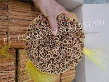 Cinnamon Stick - PT. Permata Jaya Lestari - Indonesia