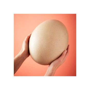 Excellent Fertile Ostrich Eggs and Chicks for Sale Color White Organic Yes Animal Species Ostrich Degree of Processing Chilled - Medcompex Gmbh - United Kingdom