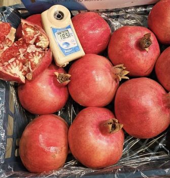 Sweet potatoes - AL AWWAD FOR IMPORT AND EXPORT - Egypt