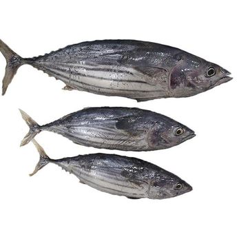 Frozen Skipjack Tuna Fish Premium Whole Round Export Quality Seafood For Bulk Distribution And International Supply - TOSOH INTERNATIONAL - South Africa