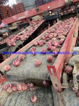 Fresh Red Onion Fresh Red Skin Onion China Shallot 3-7cm, 5-8cm, 7-9cm, 9cm & up Pack in 20kg, 10kg, 5kg Mesh Bag Fro Wholesale Direct Producer Supply Exporter - JINING GREEN GARDEN INTERNATIONAL TRADE CO., LTD. - China