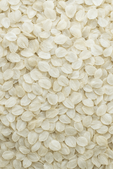 Dry Fish Scale - M/S. Kazi Trading - Bangladesh