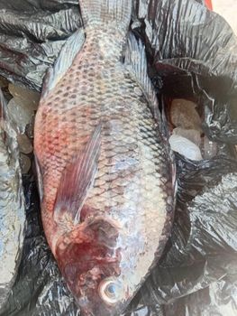 Agriculture, Food & Beverage from Lynn Tilapia Agriculture, Food & Beverage - Lynn Tilapia - Ghana