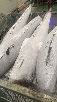 Frozen Skipjack Tuna Origin Indonesia Quality Grade Usda Choice Storage Temperature -25 Derajat Celcius Or - PT. MULIA UTAMA GROUP - Indonesia