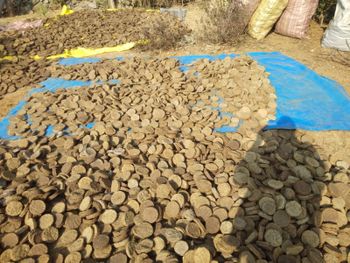 Organic Cow Dung - SKAN GLOBAL - India