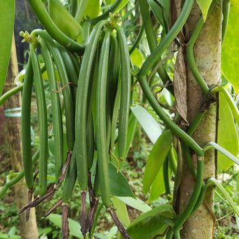 Vanilla Pods - Isaac - Uganda