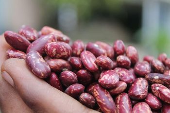 Natural Red Speckled Beans Raw Whole Seeds Clean Fresh Premium Quality High Protein Perfect For Healthy Meals Cooking And Industrial Food Use Buy Today Fast Delivery Premium Quality Wholesale from wood traders Natural Red Speckled Beans Raw Whole Seeds Clean Fresh Premium Quality High Protein Perfect For Healthy Meals Cooking And Industrial Food Use Buy Today Fast Delivery Premium Quality Wholesale - wood traders - Poland