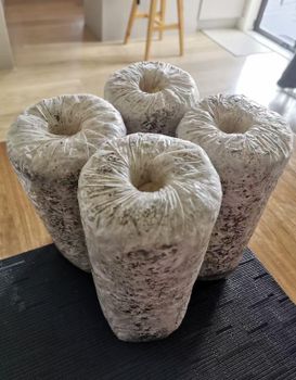 Shiitake Spawn - Shanghai Detan Mushroom&Truffles Co., Ltd. - China