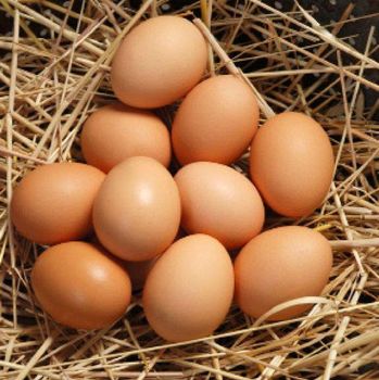 Fresh Fertile Rose Island Hatching Eggs For Incubation Poultry Breeding And Chick Production from CPW TRADE LTD Fresh Fertile Rose Island Hatching Eggs For Incubation Poultry Breeding And Chick Production - CPW TRADE LTD - United Kingdom