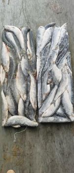 PACIFIC HERRING W/R, 200-300gr, 20KG/22KG carton - BRINED FISH CO., LTD. - China