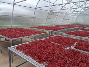 Chilli powder - PT. Winfeel Selaras Excelindo - Indonesia