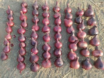 Onions - AL-SEDIK FOR FRUITS AND VEGETABLE EXPORT AND TRADING - Egypt