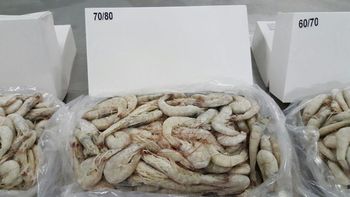 Shrimps Size Range 20/30–70/80 Pcs/kg Supply Capacity Up To 200 Mt Per - Mahoor Food - Iran