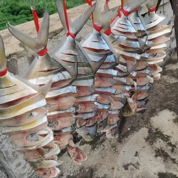 Chinese seafood low price wholesale good quality golden pomfret frozen fresh fish dried golden pomfret - Beihai Liangjun Trading Co., Ltd. - China