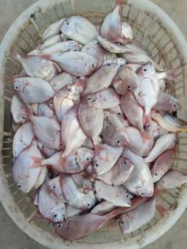 High-Quality Manufacturer Frozen Surimi Fish Cakes & Seabream Surimi - Shishi Zhengyuan Aquatic Product Science&Technology Development Co., Ltd. - China
