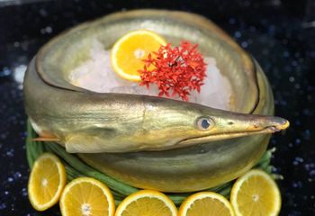 Eel Fish (Gutted and whole round) - Seafood Fish Type Eel Shelf Life 24 months Freshness Level Frozen Price Range $1.4 - $3.7 - Hup Sun Marine Products - Malaysia