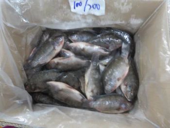 Frozen Tilapia Whole Round/Frozen Tilapia Fillet/Frozen Seafood - Xiamen Yangzhen Import and Export Co., Ltd - China