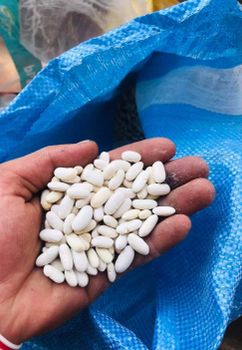 premium White kidney beans Organic Yes Grade PREMIUM Origin Egypt, egypt Shelf Life 24 MONTH Place of Origin EGYPT Max. Moisture (%) 15% - alkasper for supplies - Egypt