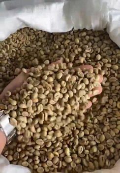 Robusta green coffee bean Bean Type Robusta Degree of Processing Raw - CV. Sekawan Cipta Dinar - Indonesia