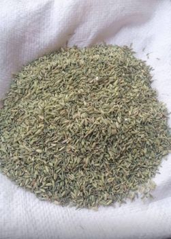 Fennel