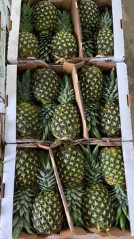 pineapple pulp and concentrate - AgroPn - Panama