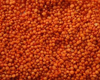 Red Lentils/ Canada Red Lentils / Red Split and Football Red type Red Lentils -  JAC SEEDS & OIL TRADING (PTY) LTD - South Africa