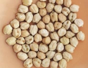 Kabuli Chickpeas  14MM : $1230 10/11MM:$1180 – product photo, Premium Kabuli Chickpeas products found from trusted suppliers, wholesalers, manufacturers & exporters Listing