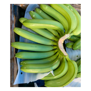  Fresh Green Cavendish Bananas in 13.5kgs Carton Box  -  DAEWKAEW PANTAMANG Co., Ltd - Thailand