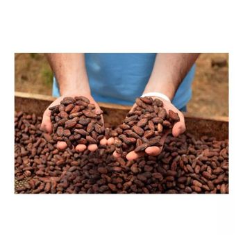 premium fermented cocoa beans for chocolate production roasting and grinding high quality cacao beans with rich chocolate aroma perfect for artisan chocolate makers and confectionery recipes - SATTER FOOD AND BEVERAGE - Netherlands
