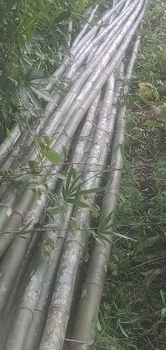 Bamboo poles - Bsr - India
