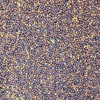 Premium Canadian Canola Seeds – No.1 Grade (Verified) - Zak export - Canada