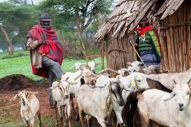 Goat Meat - Pandor - Ethiopia