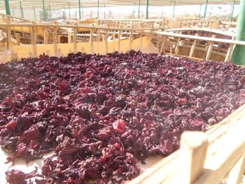 Hibiscus Flavor Profile Tart Place of Origin Egypt Color Deep And Vibrant Available Forms Whole Flowers, Cut, And Tea Bag Cut - Mawasem - Egypt